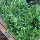 Boxwood Bunch 1lb