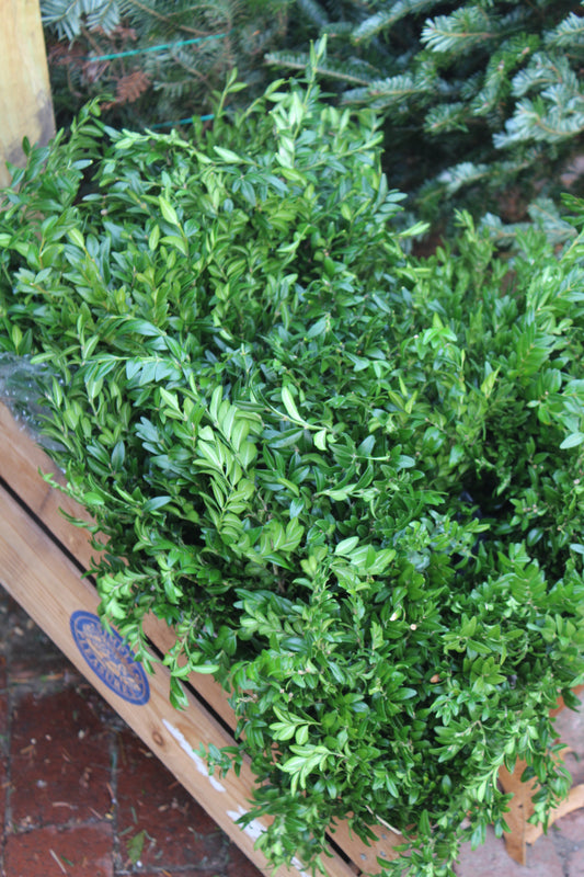 Boxwood Bunch 1lb