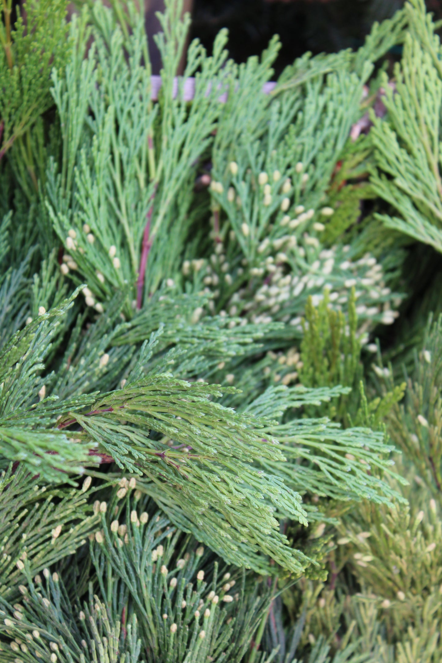 Incense Cedar Bunch