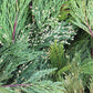 Incense Cedar Bunch