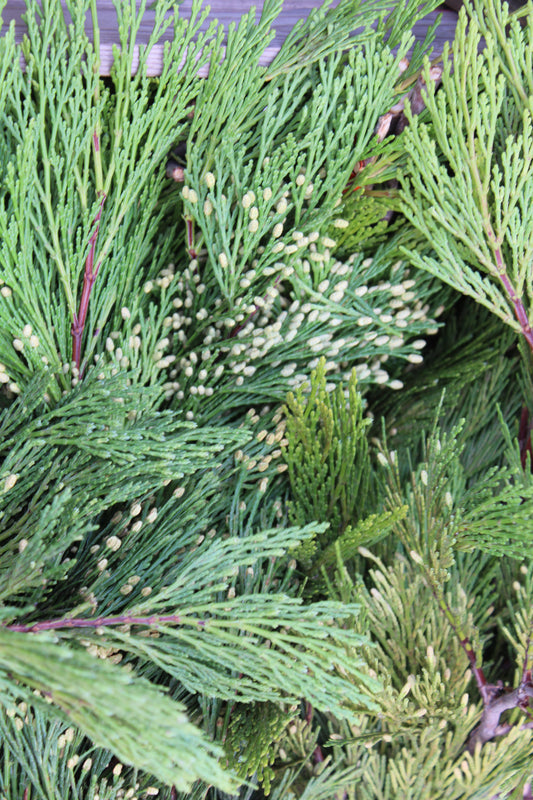 Incense Cedar Bunch