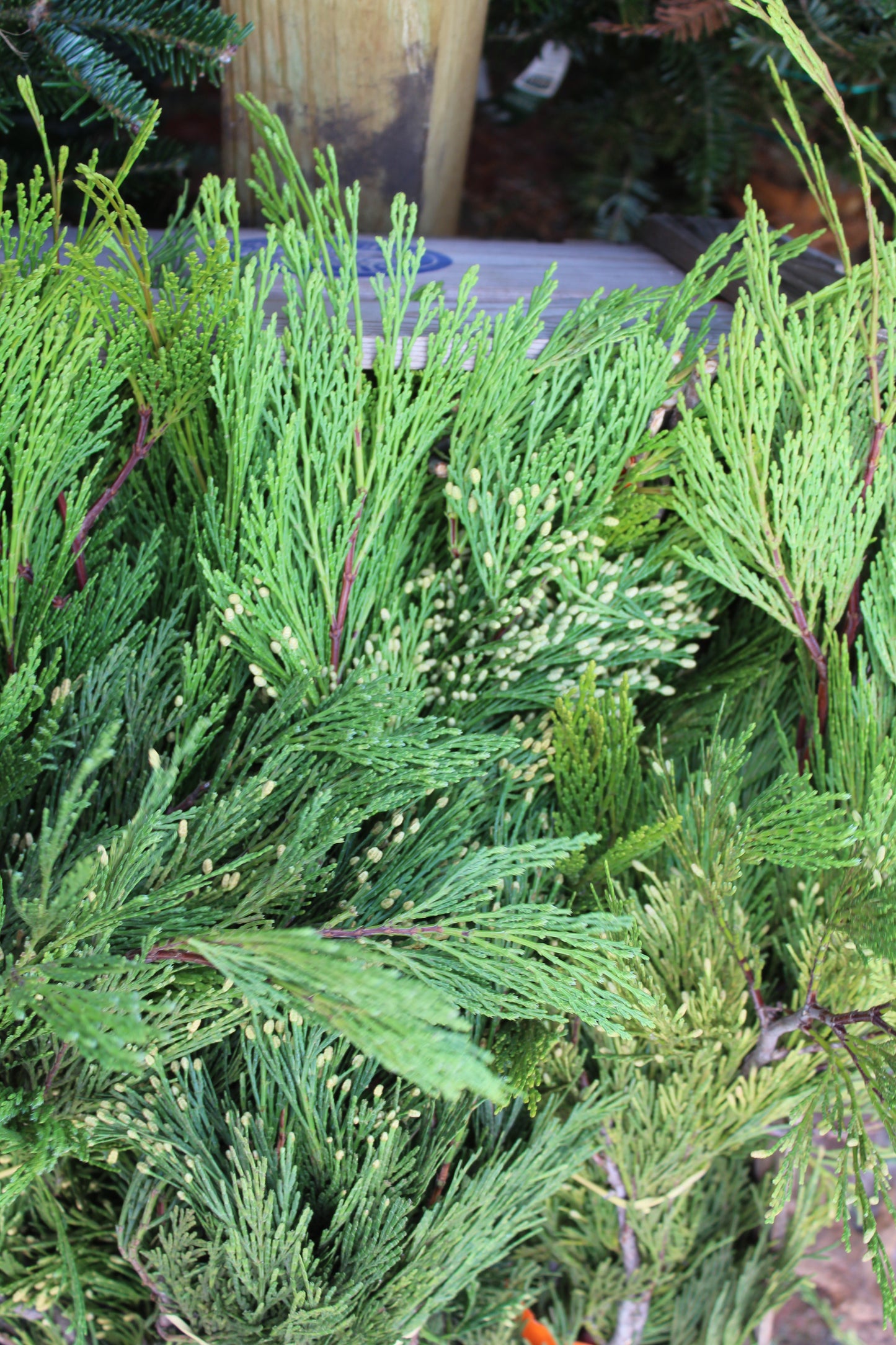 Incense Cedar Bunch