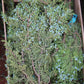 Berried Juniper Bunch