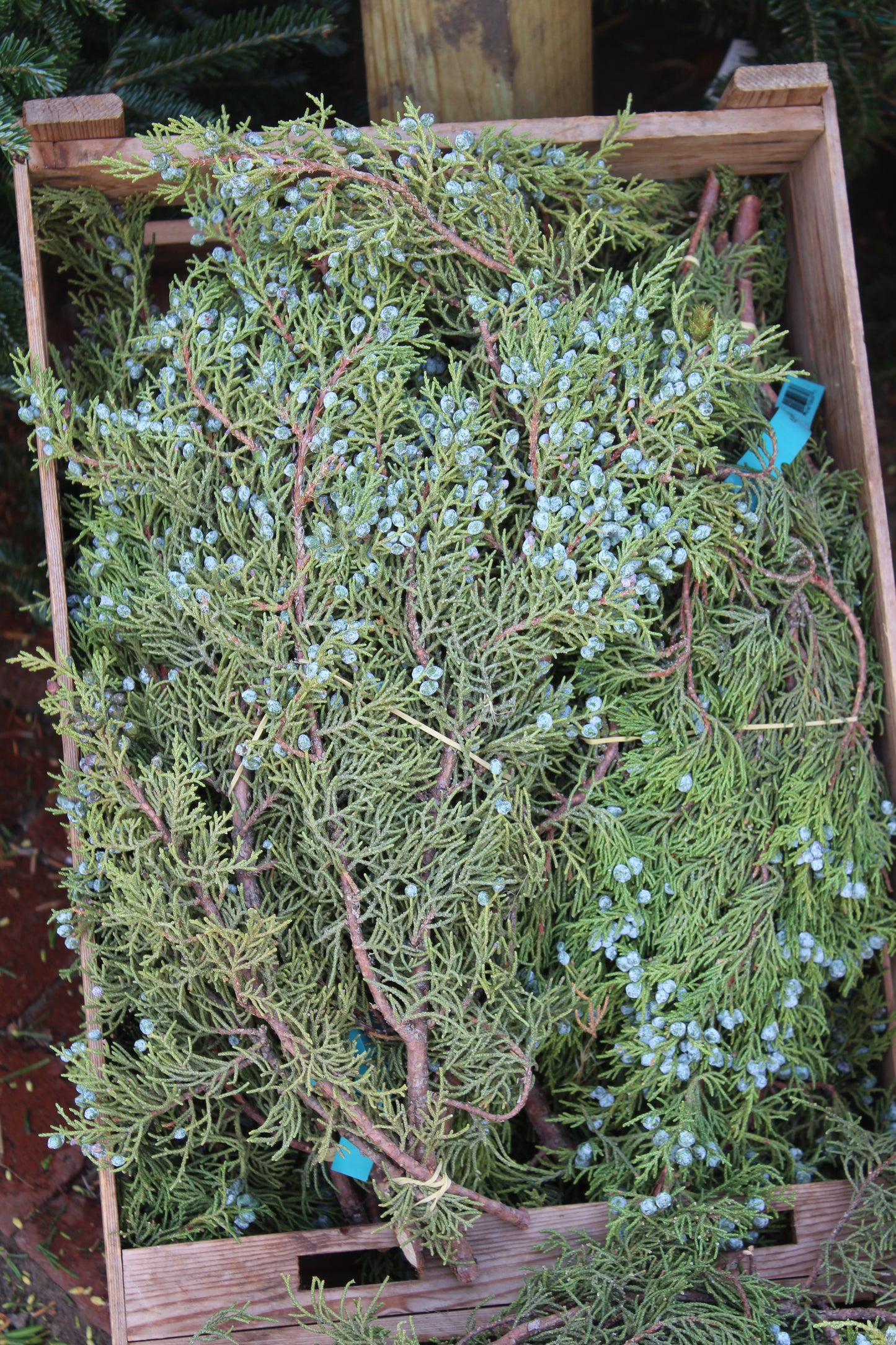 Berried Juniper Bunch