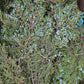 Berried Juniper Bunch