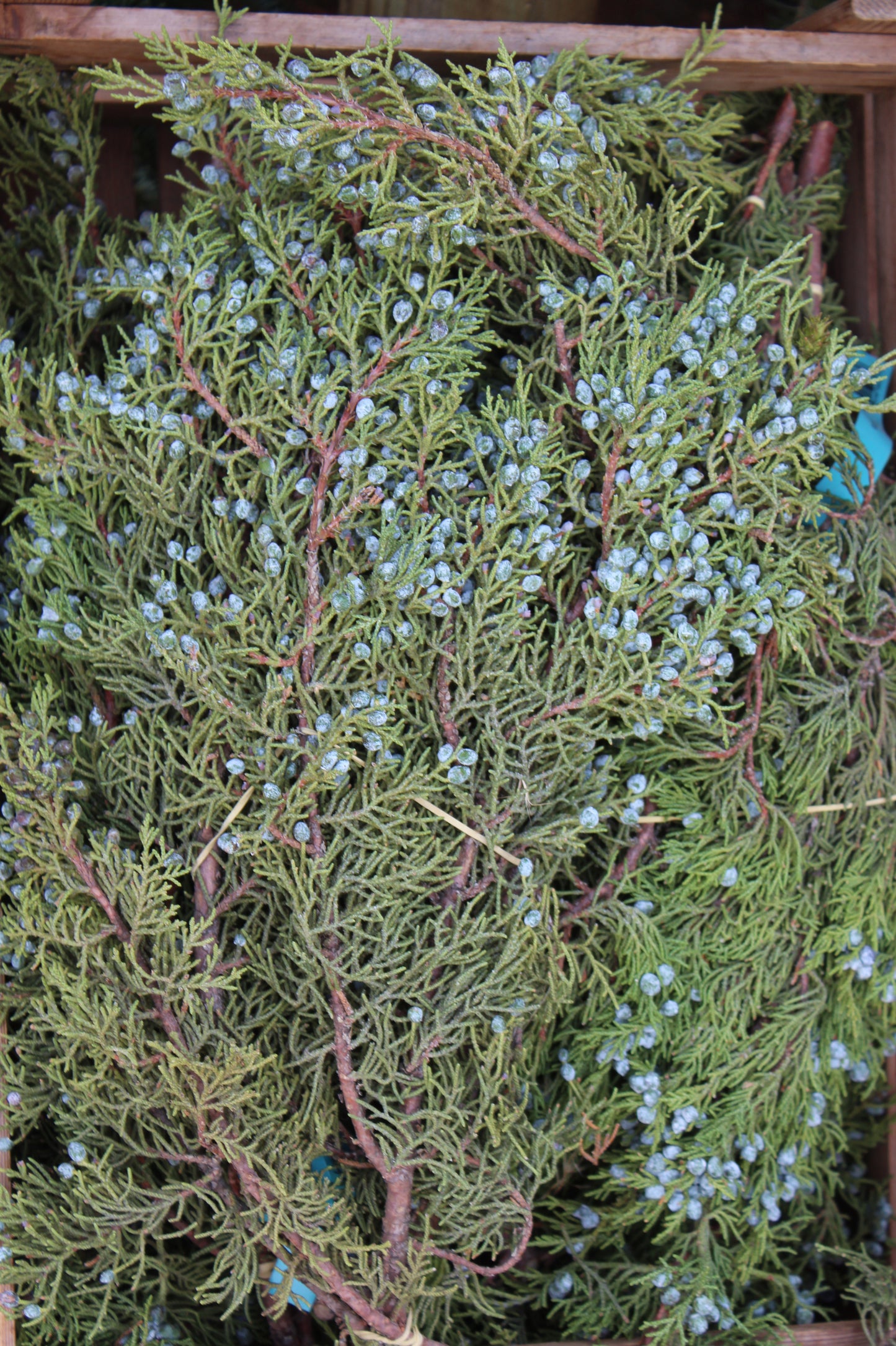 Berried Juniper Bunch