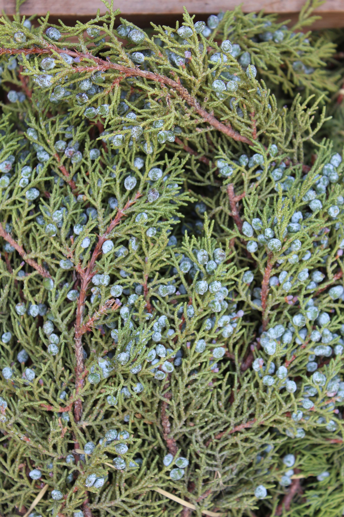 Berried Juniper Bunch