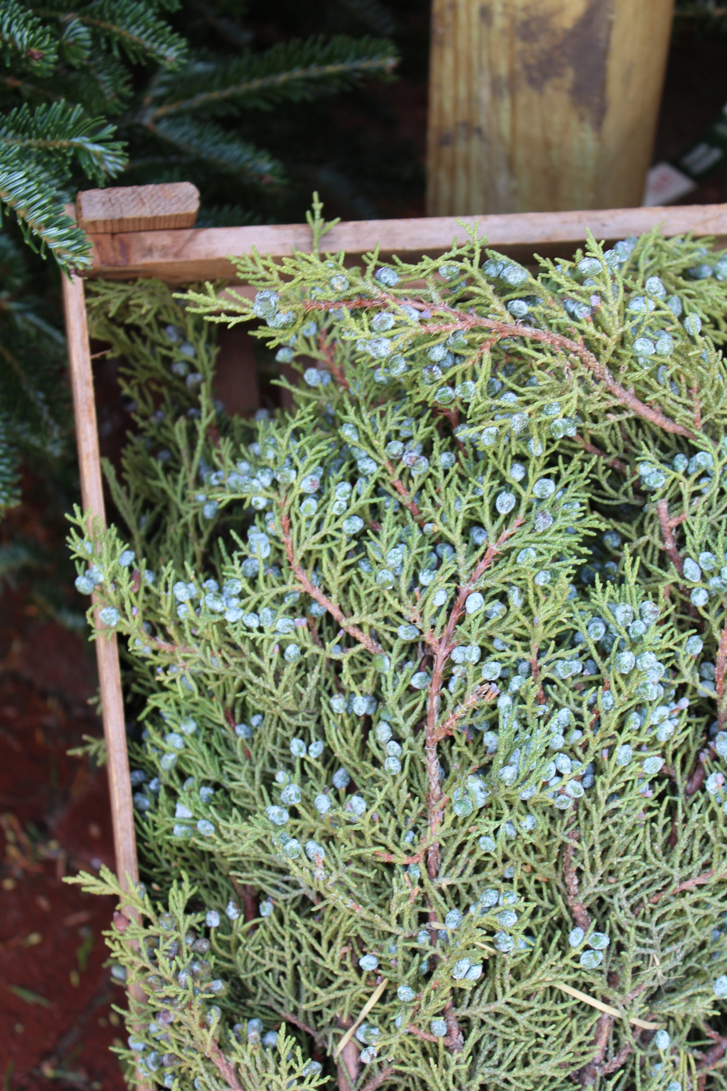 Berried Juniper Bunch