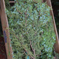 Berried Juniper Bunch