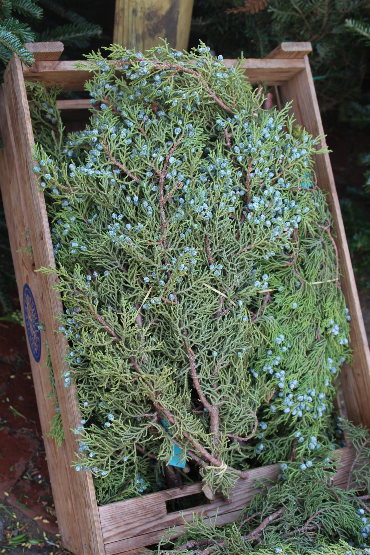 Berried Juniper Bunch