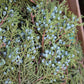 Berried Juniper Bunch