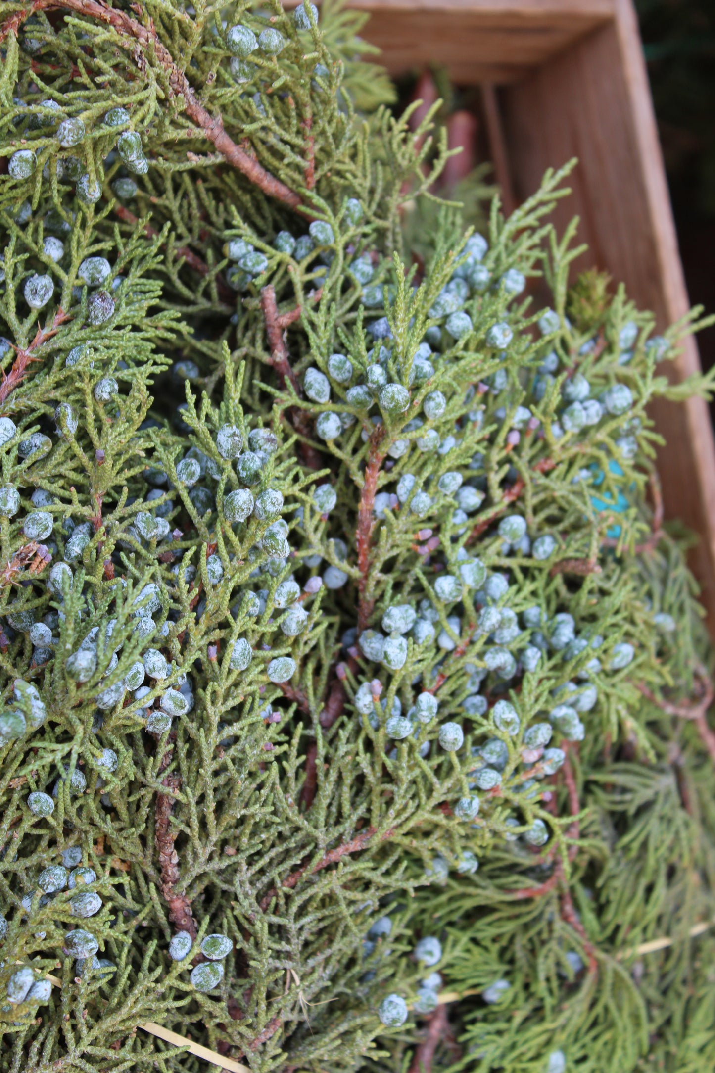 Berried Juniper Bunch