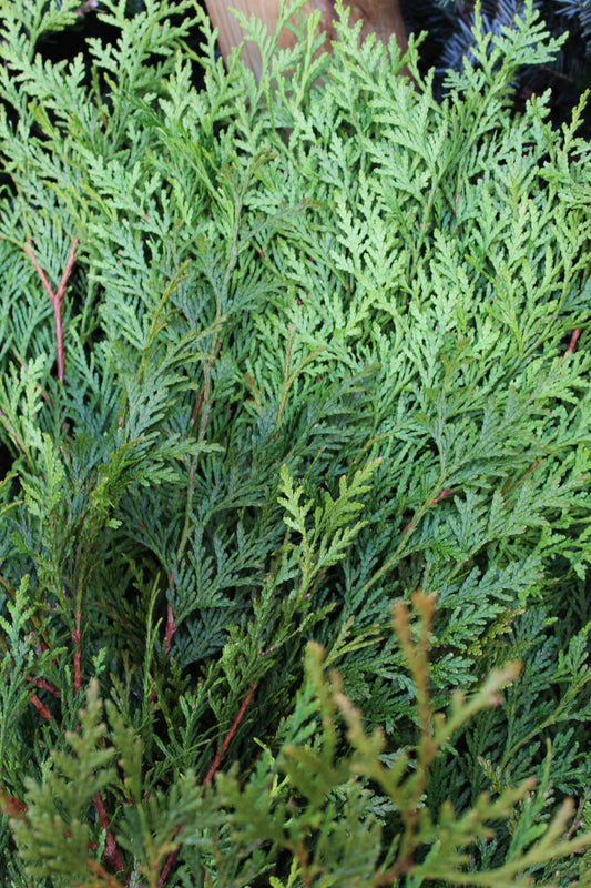 Western arborvitae bunch