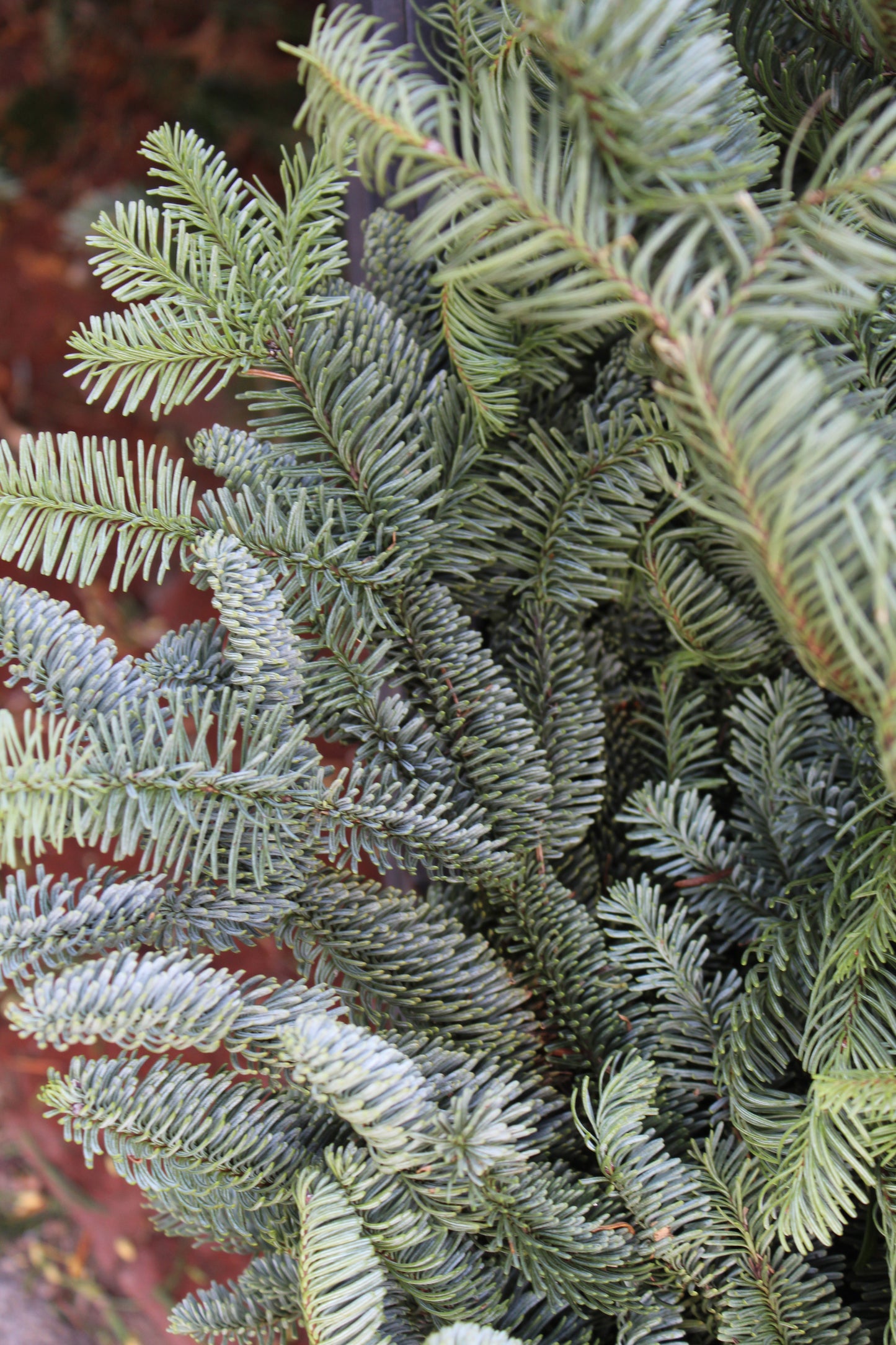 Noble Fir Bunch