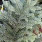 Noble Fir Bunch