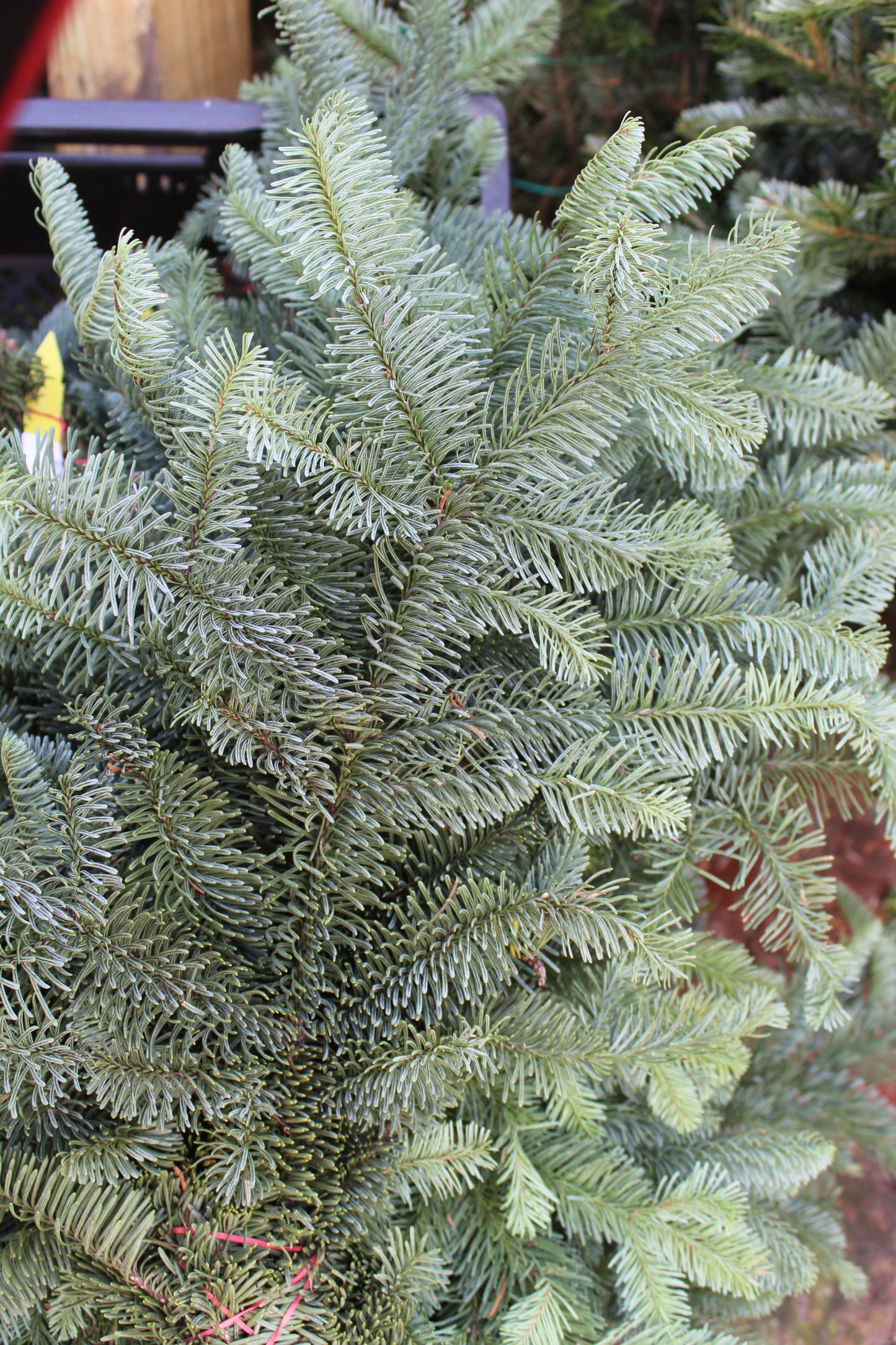 Noble Fir Bunch