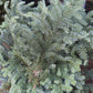 Noble Fir Bunch