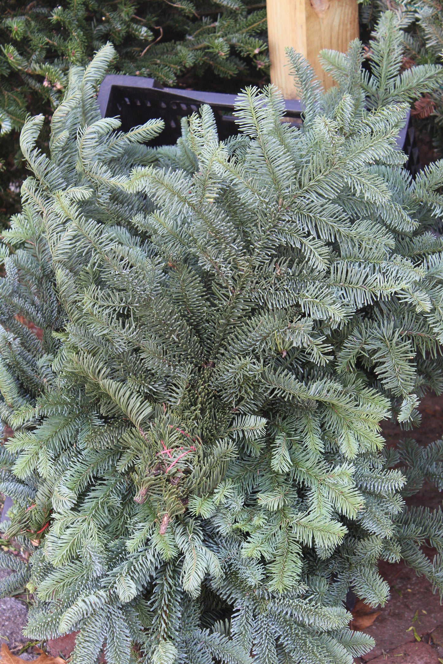 Noble Fir Bunch