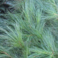 White pine bunch