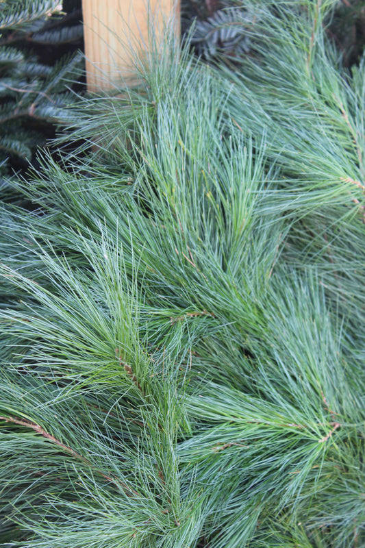 White pine bunch