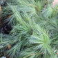 White pine bunch