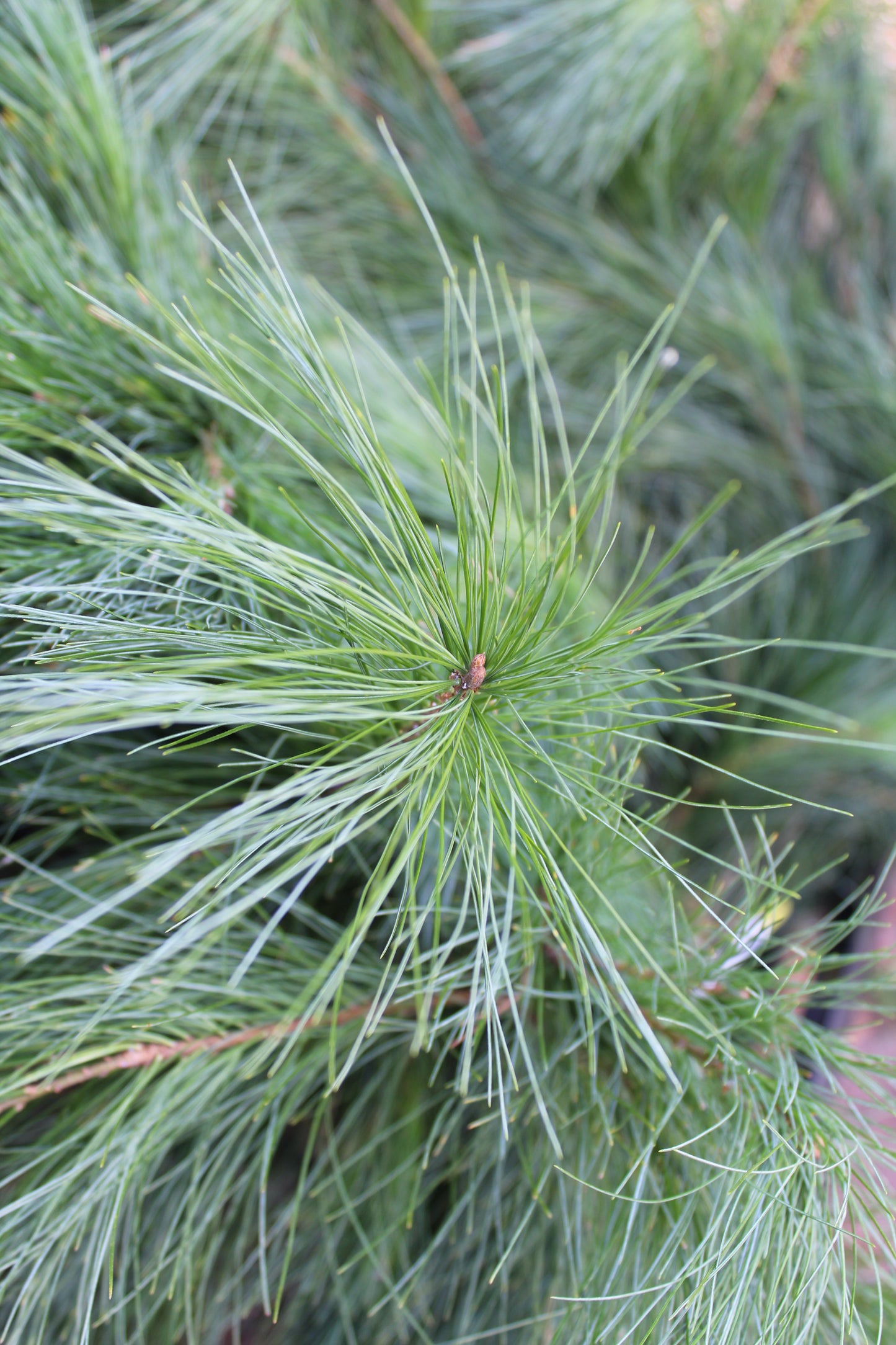 White pine bunch