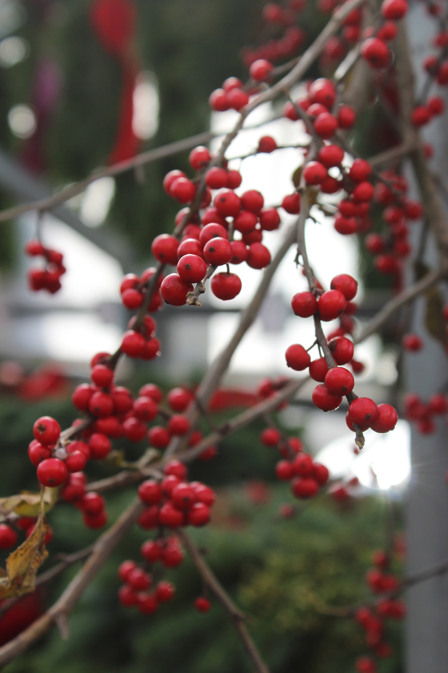 Winterberry Bunch