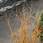 Curly willow Stems 3-4ft