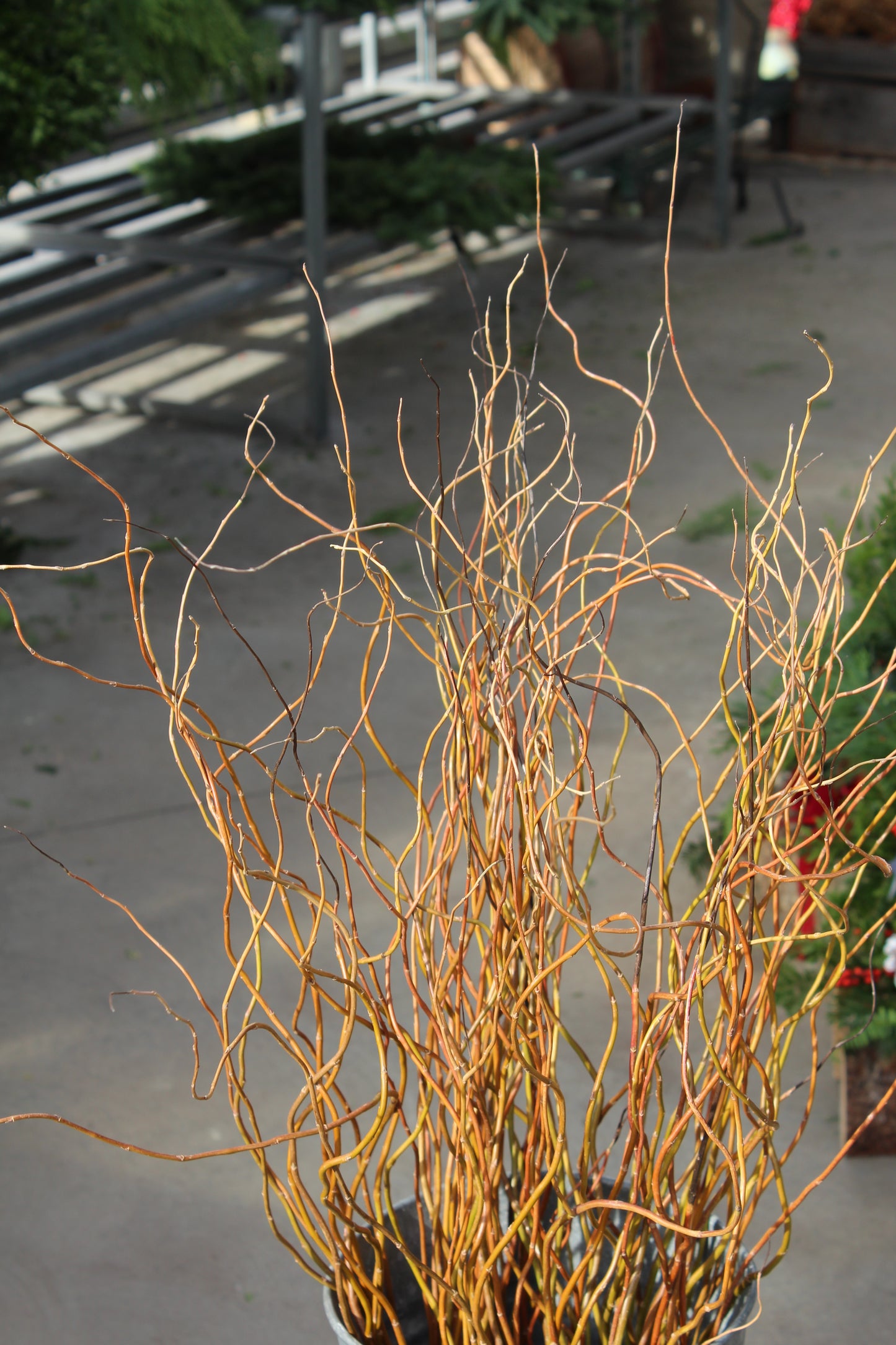 Curly willow Stems 3-4ft