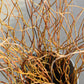 Curly willow Stems 3-4ft