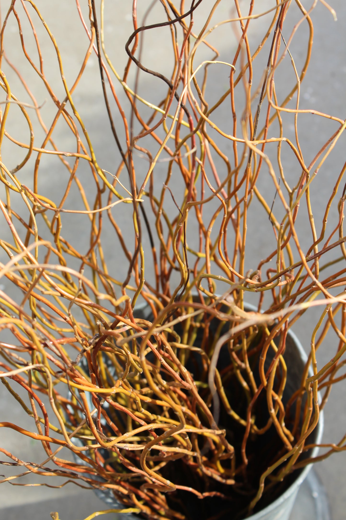 Curly willow Stems 3-4ft