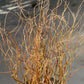 Curly willow Stems 3-4ft