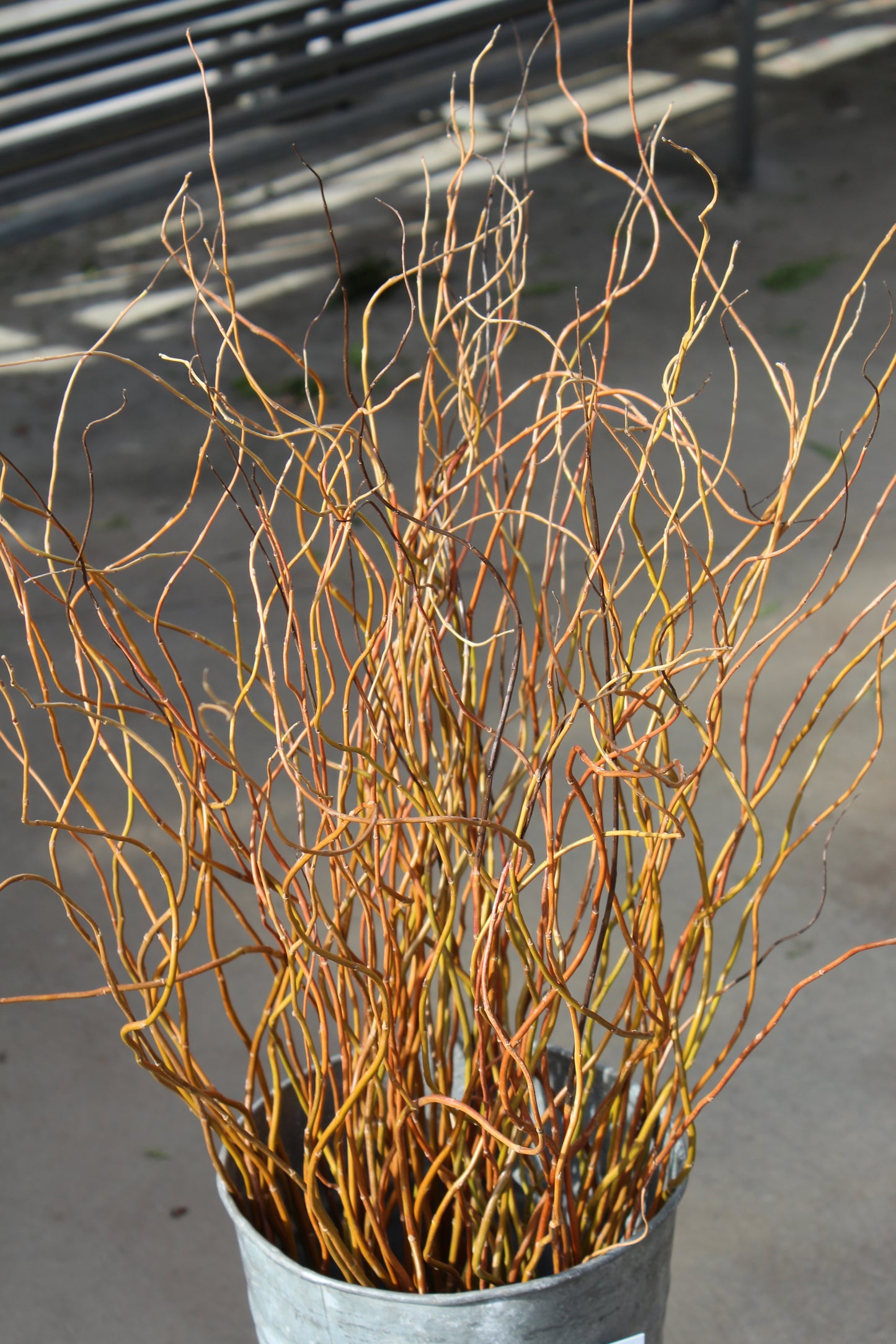 Curly willow Stems 3-4ft