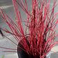 Red Dogwood Tips 10BU