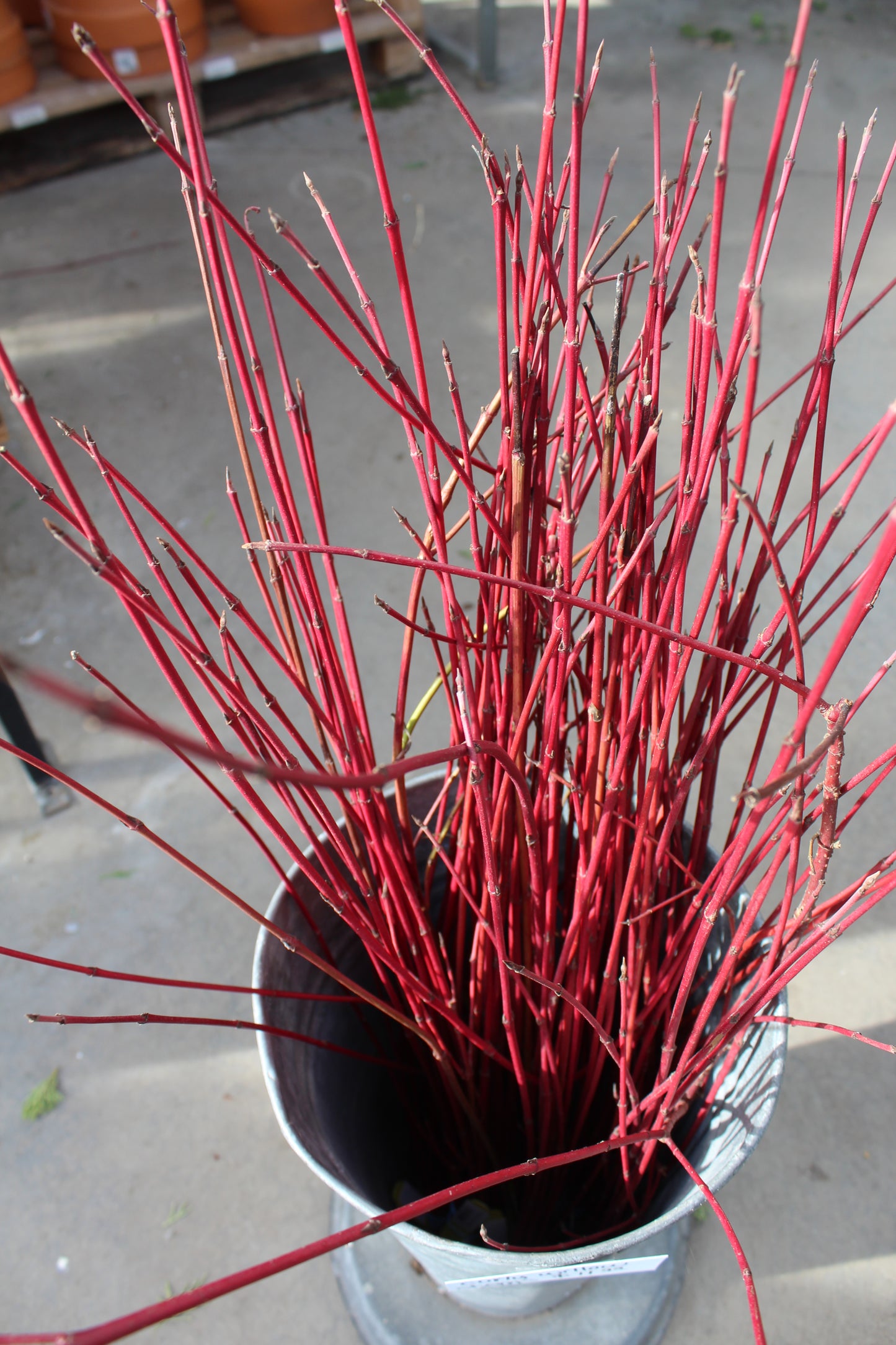 Red Dogwood Tips 10BU