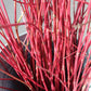 Red Dogwood Tips 10BU