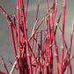 Red Dogwood Tips 10BU