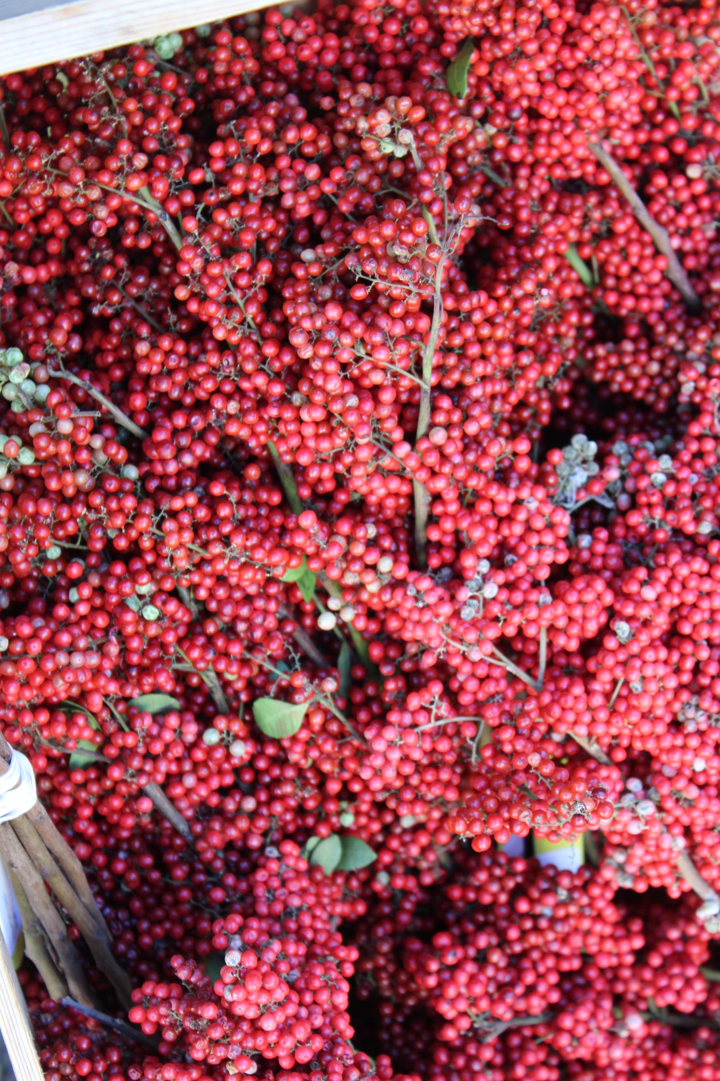 Pepper berry bunch 1/2lb
