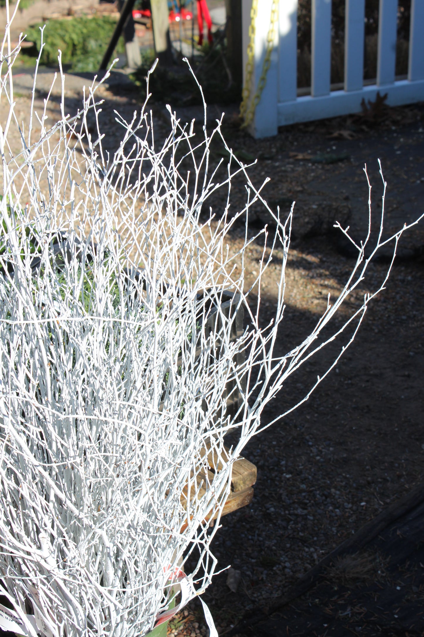 Painted Birch branches bunch