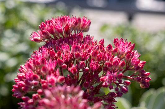 Sedum Vera Jameson quart