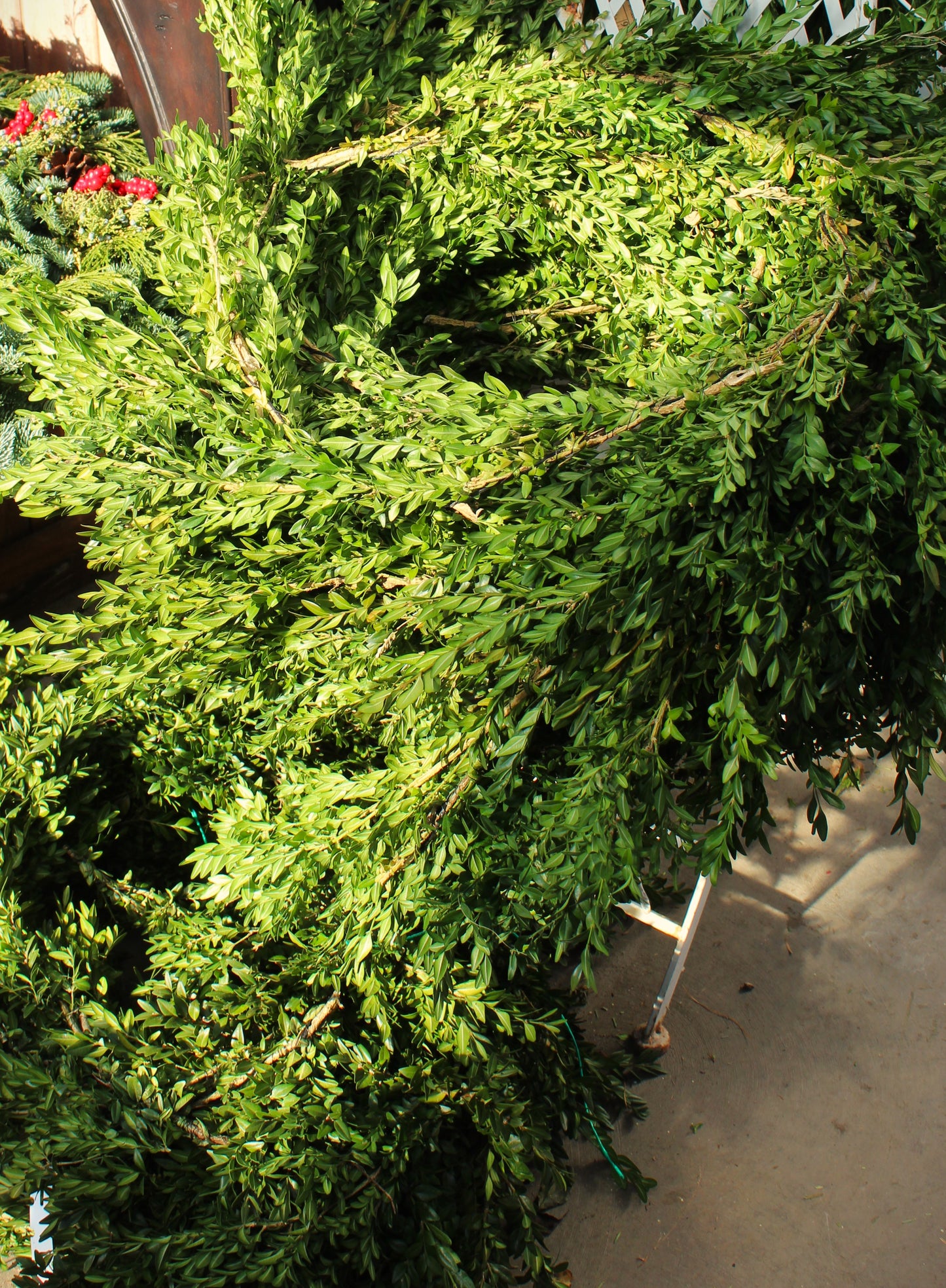 Green Boxwood Roping per yard