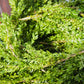 Green Boxwood Roping per yard