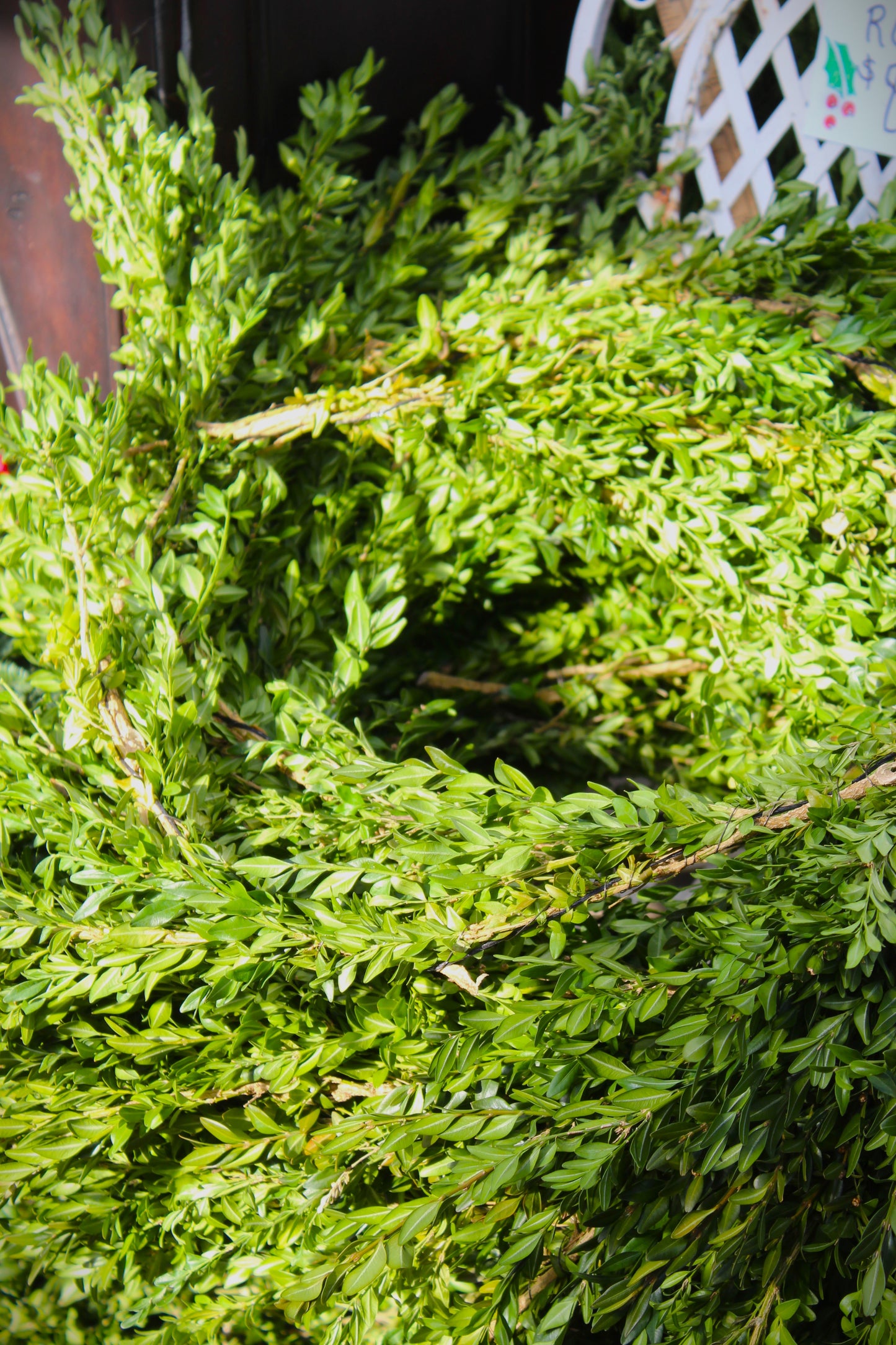 Green Boxwood Roping per yard – Bosco's Garden Center