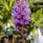 Liatris Kobold