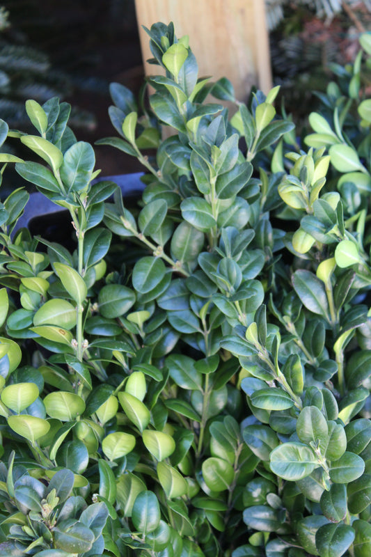 German Boxwood bunch 2lb