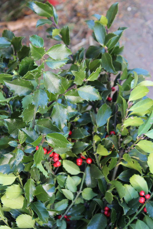 Berry holly bunch