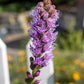 Liatris Kobold