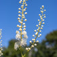 ACTAEA pachypoda 1g