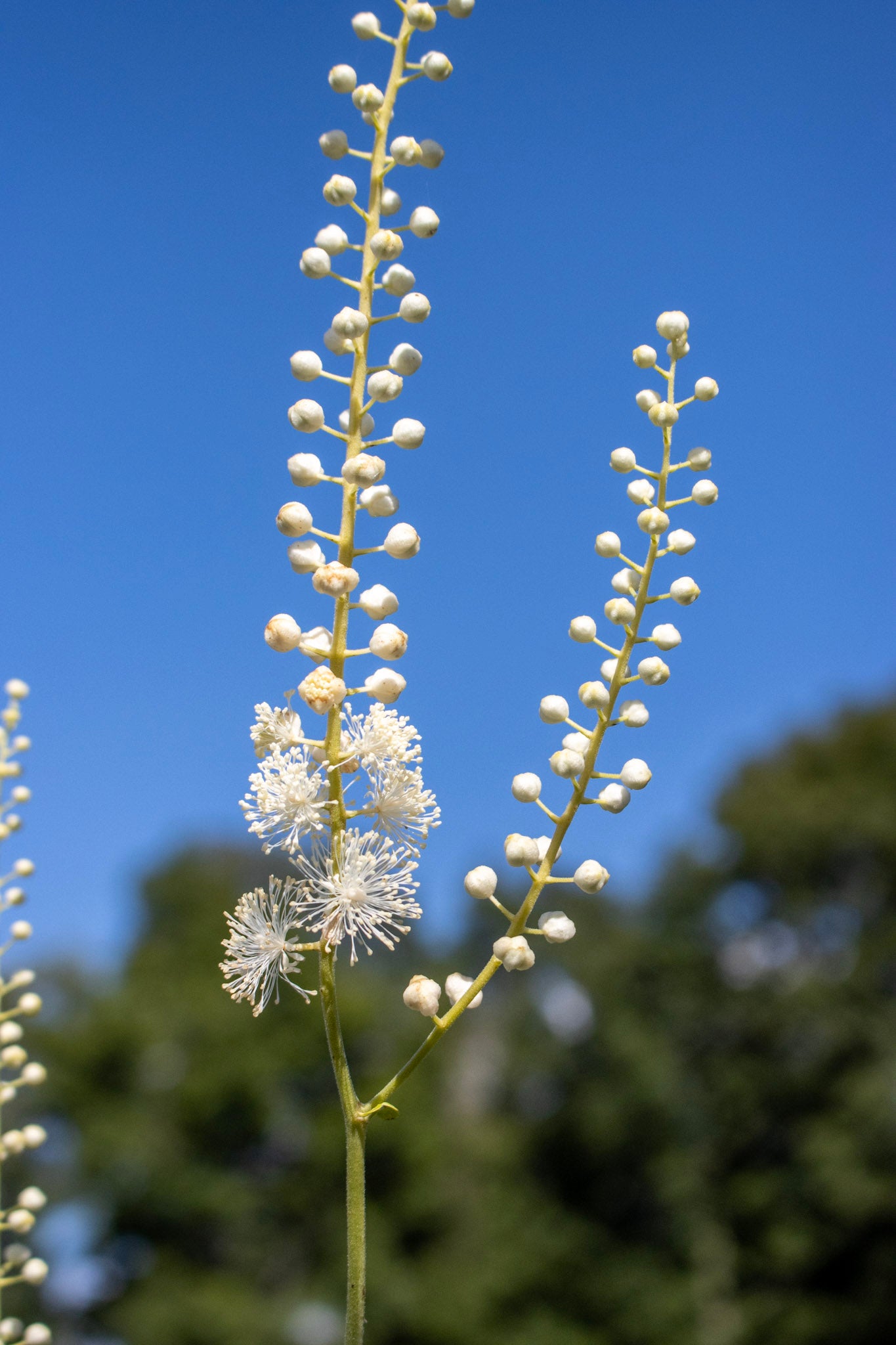 ACTAEA pachypoda 1g