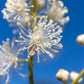 ACTAEA pachypoda 1g